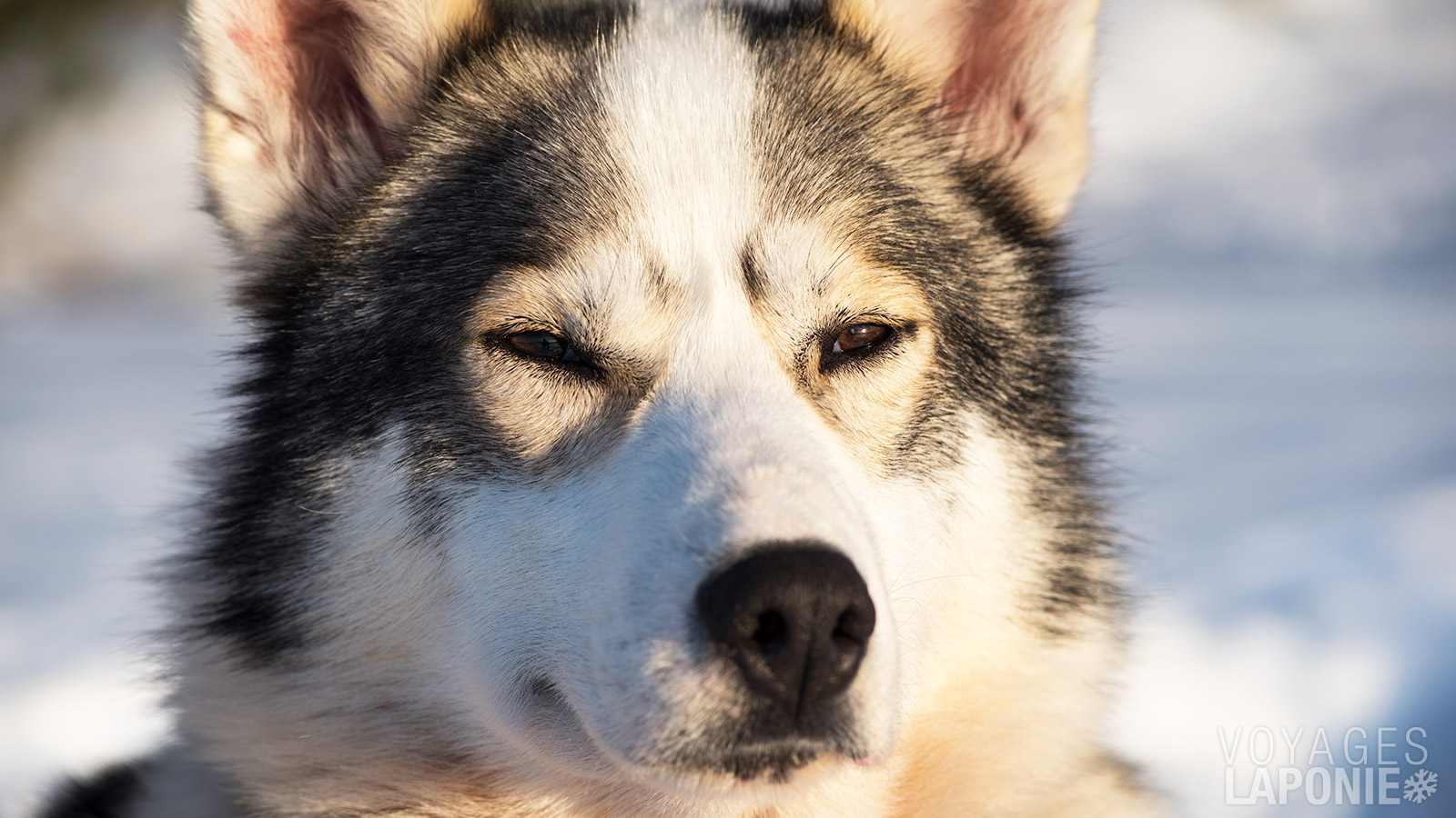 Après 1 ou 2 jours, vous maîtrisez déjà le ‘mushing’ et avez commencé à établir un lien fort avec vos chiens