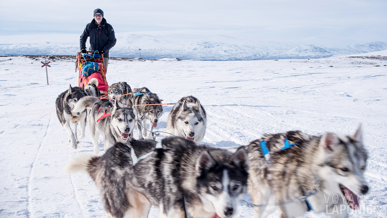 L’harmonie, le silence et la force des huskys vous accompagnent à travers un paysage hivernal enchanteur