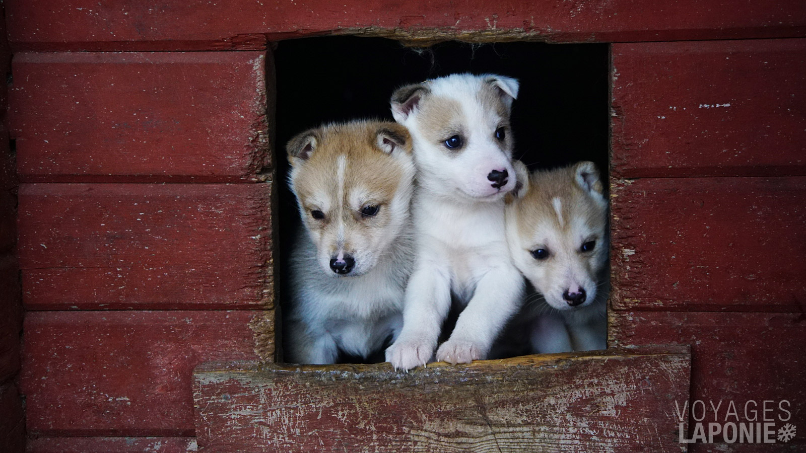 La ferme de huskys, point de départ de votre aventure, abrite 400 chiens et fait partie des plus grandes de Finlande
