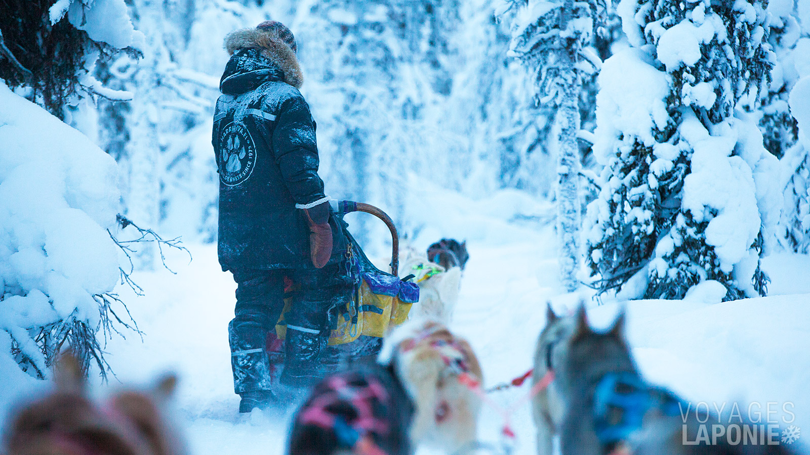Explorez la dernière étendue sauvage d’Europe en traîneau à huskys