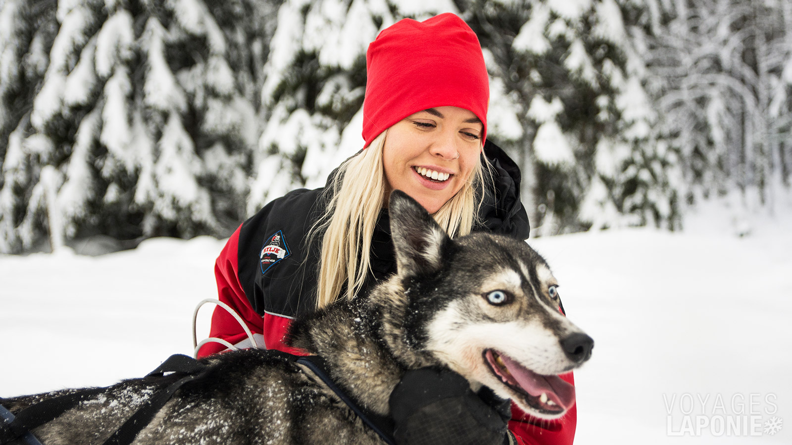 Une balade en huskys est sans aucun doute l’un des moments forts de votre aventure en Laponie