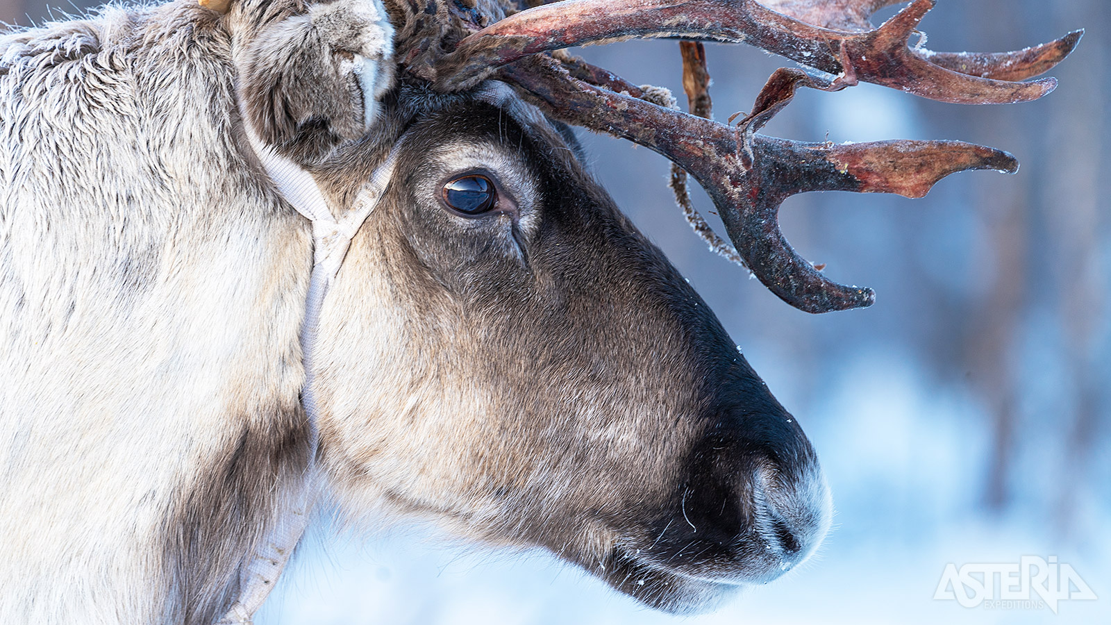 Tijdens een facultatief bezoek aan een rendierboerderij vertelt de Sámi-herder je meer over de Simi-cultuur en de rendieren