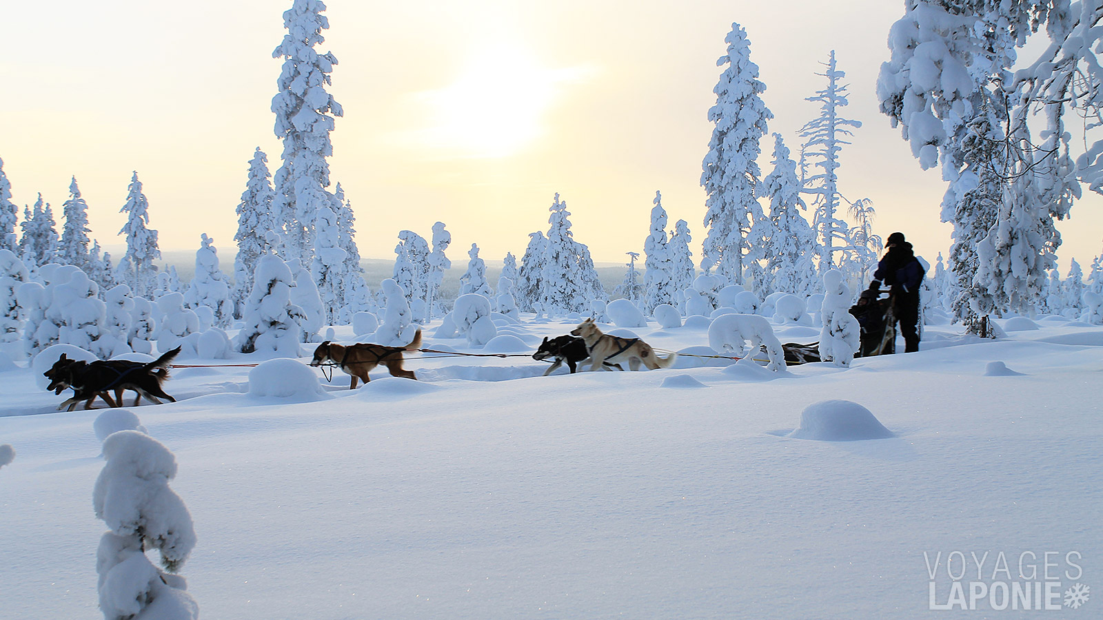 L’hôtel possède son propre élevage de huskys pour des excursions avec les chiens