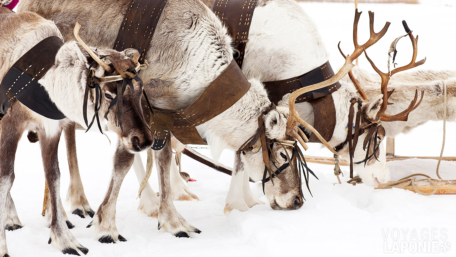 Lors d’une visite optionnelle à une ferme de rennes, un berger vous en apprend davantage sur la culture Sámi et les rennes
