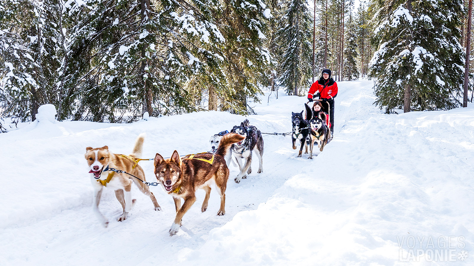 Savourez le silence absolu lors d’un safari en huskys