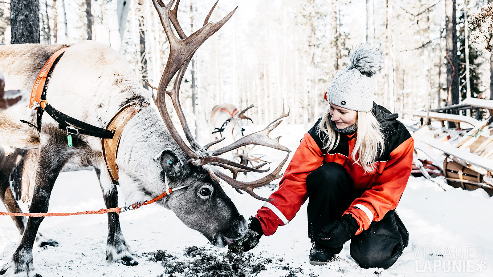 Rencontrez les rennes lors de la visite d’une ferme traditionnelle
