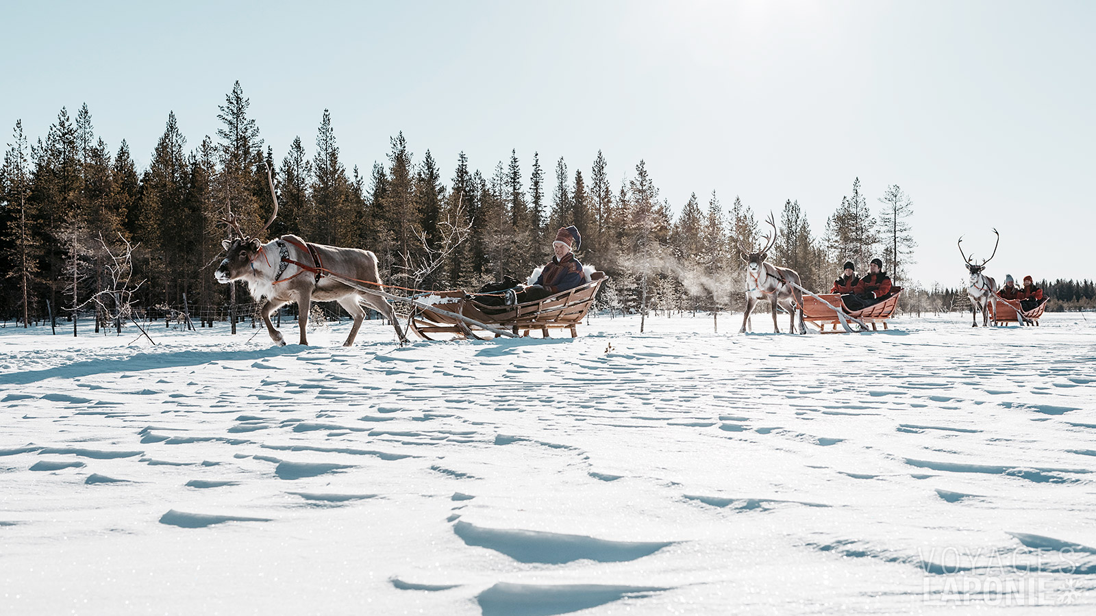 Une balade en traîneau à rennes est une expérience incontournable