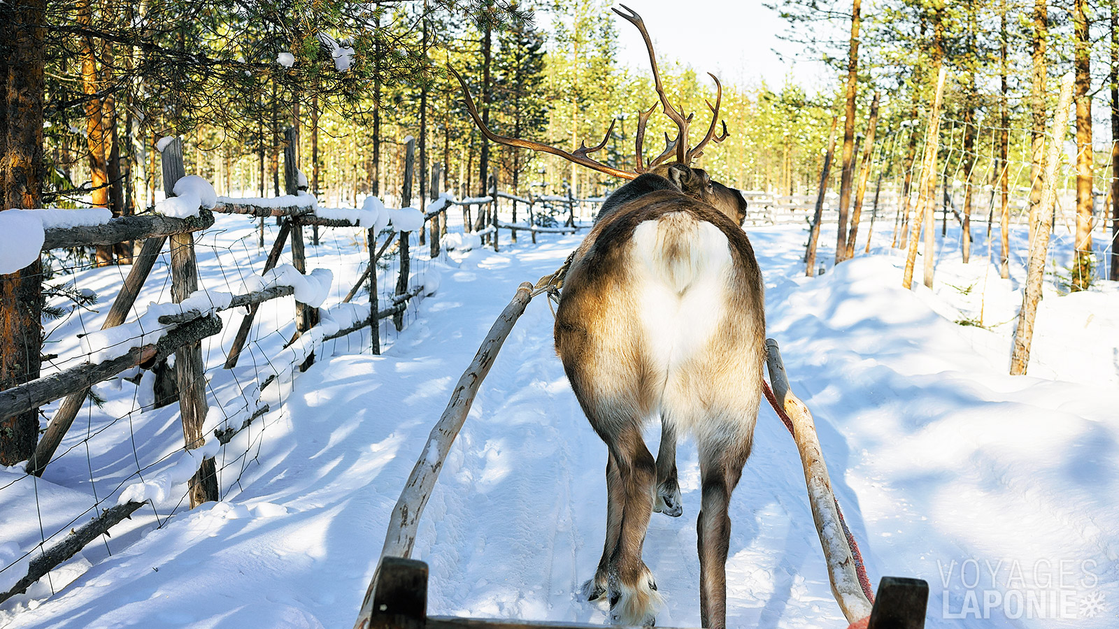 Bien sûr, une balade en traîneau à rennes est incontournable