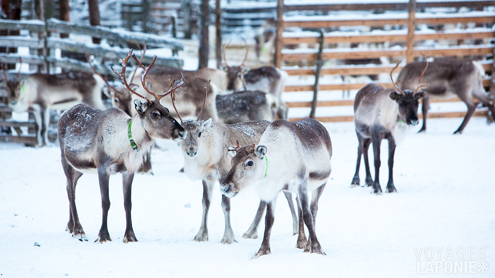 Vous traversez le paysage en motoneige pour rejoindre une ferme de rennes locale