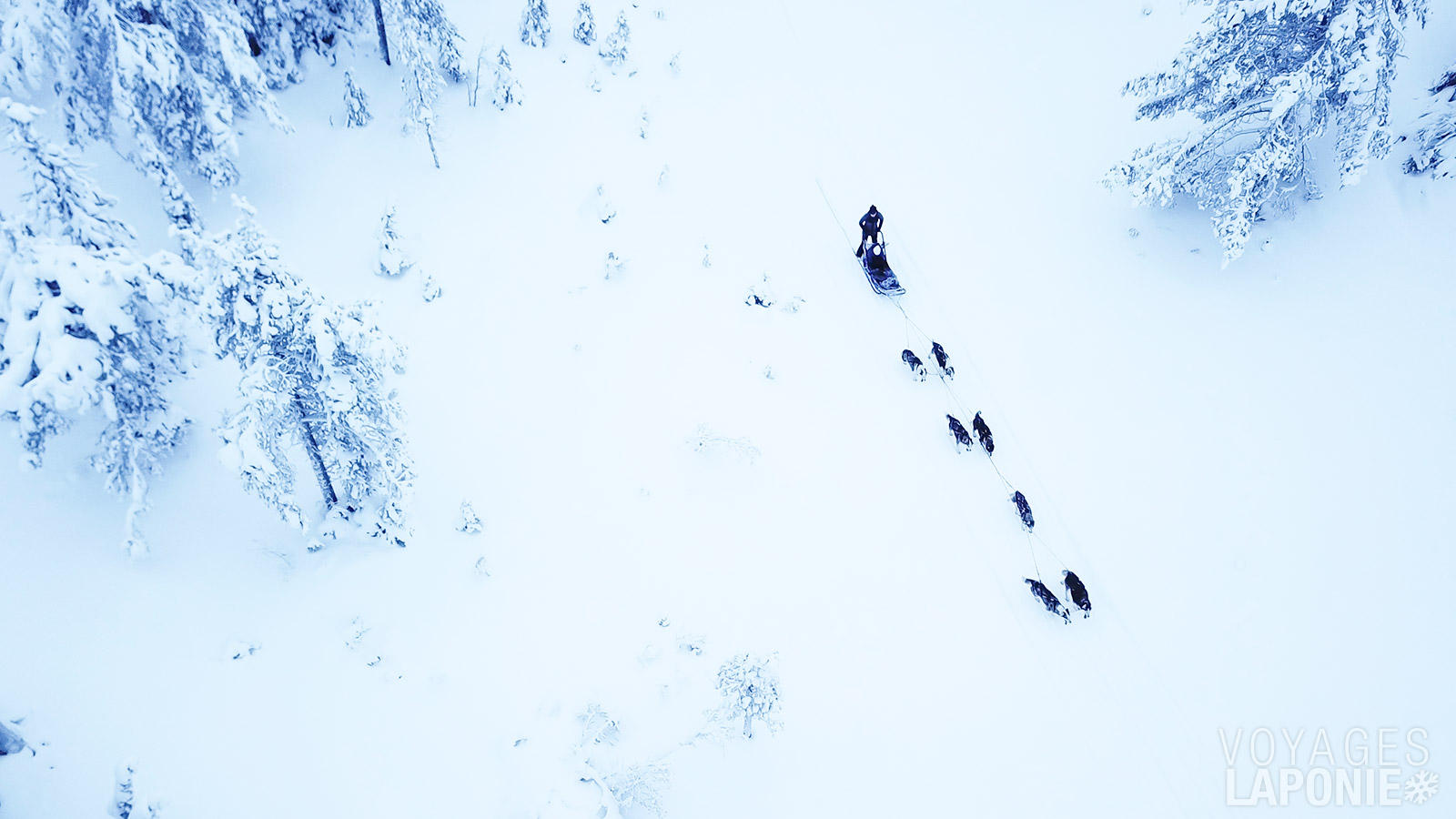 À travers les forêts enneigées en traîneau à huskys, un moment fort pour beaucoup