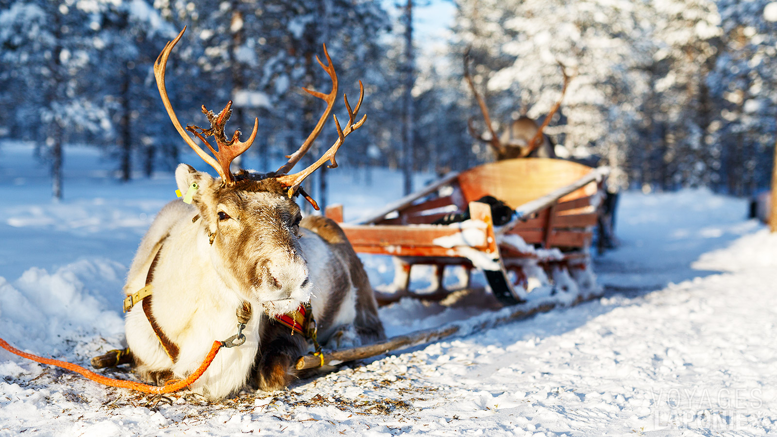 Une courte balade en traîneau à rennes complète votre visite