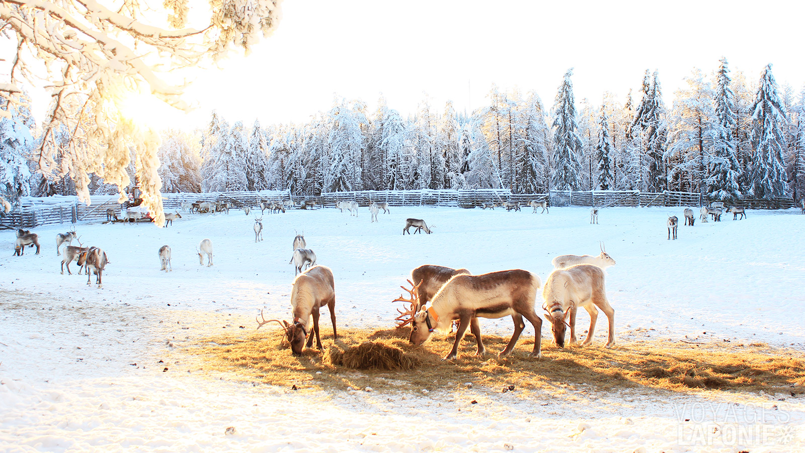 Tout ce que vous voulez savoir sur ces animaux, vous l’apprendrez lors d’une visite à une ferme de rennes