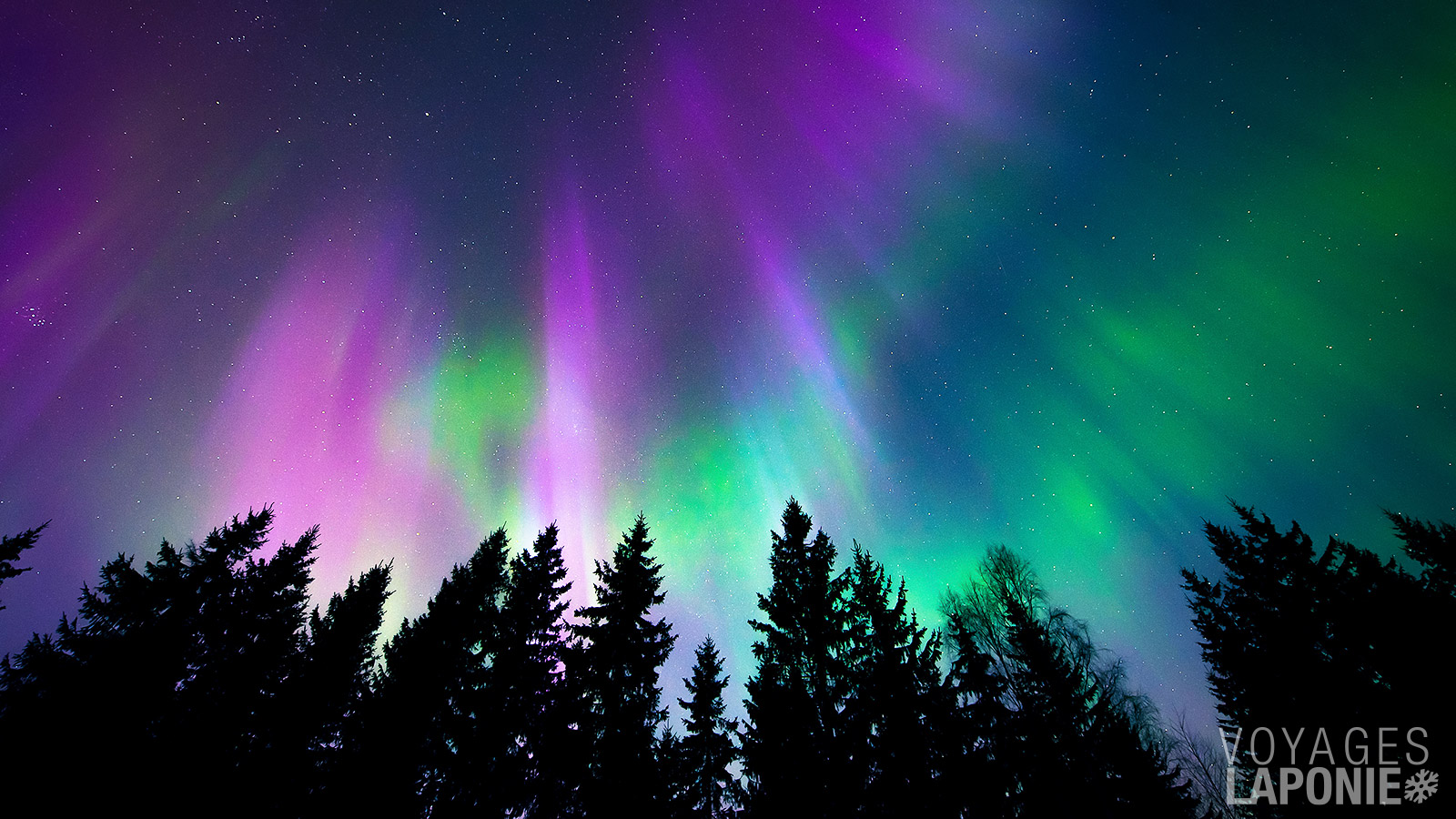 Les aurores boréales, un phénomène naturel mystérieux et spectaculaire, qui apparaissent parfois dans le ciel étoilé