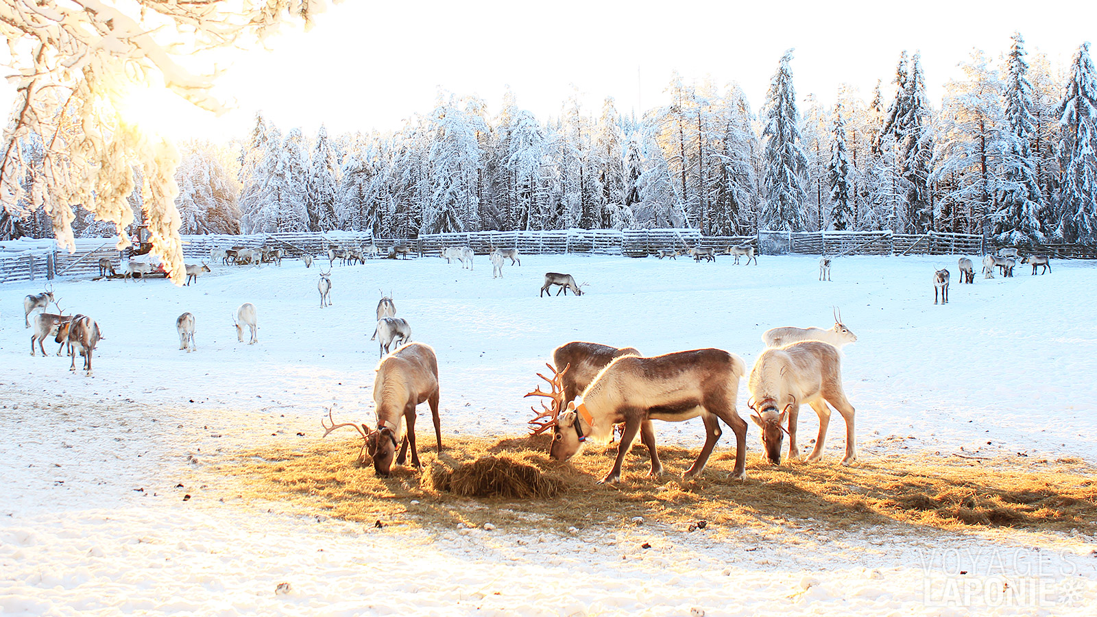 À la ferme, vous pourrez nourrir les rennes et faire une balade en traîneau à rennes