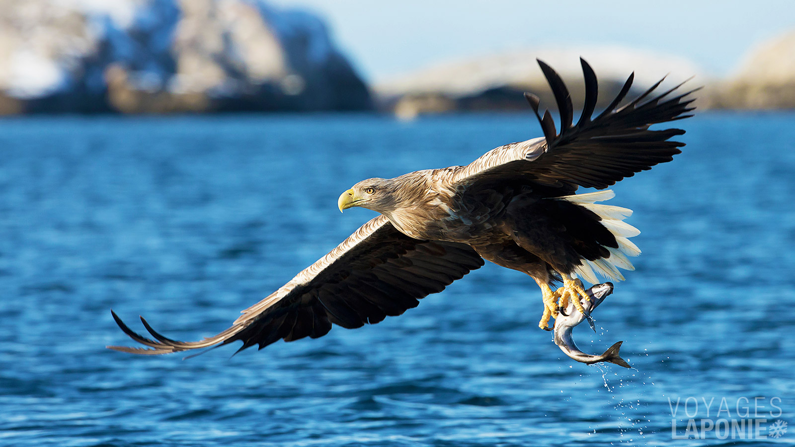Lors d’un safari en bateau pneumatique, vous pouvez apercevoir le pygargue à queue blanche, dont l’envergure atteint les 2 mètres