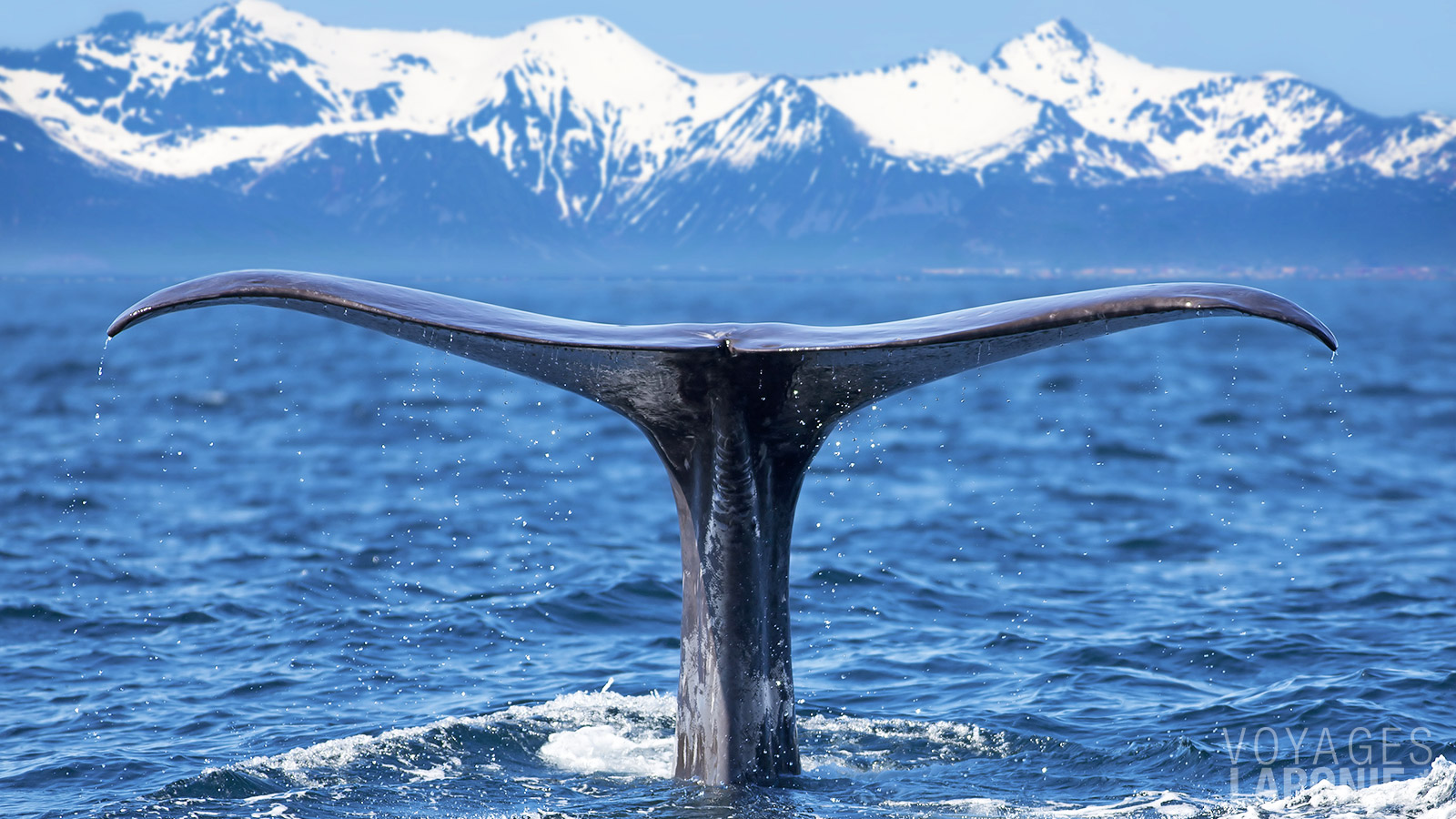 Embarquez pour un safari aux baleines depuis Andenes et contemplez ces magnifiques animaux de près