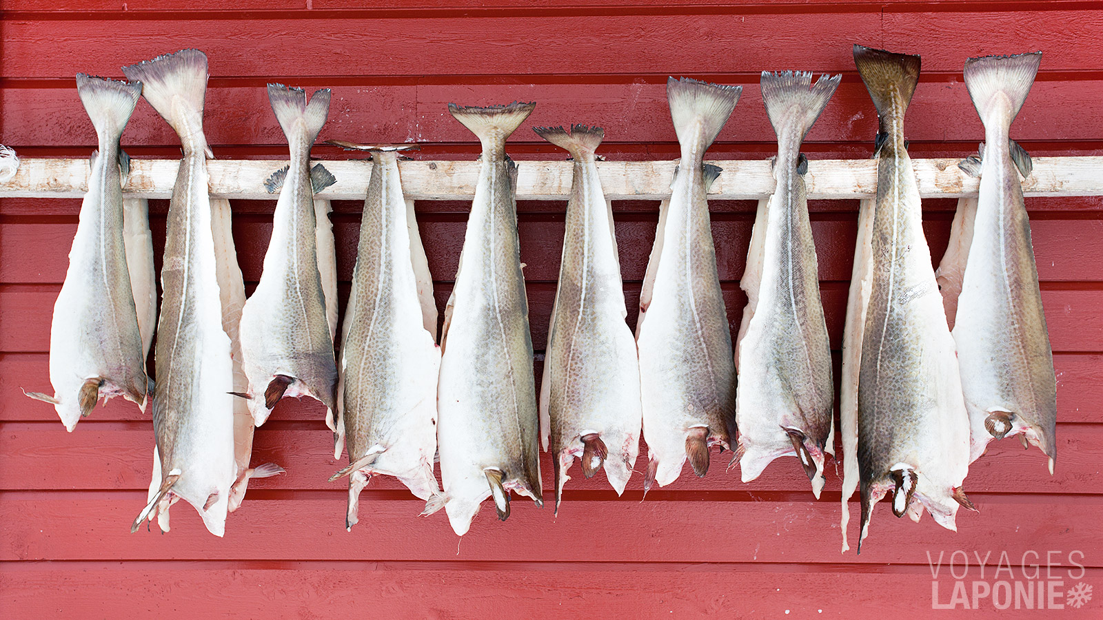 Dans les villages de pêcheurs des Lofoten, on voit partout de grands séchoirs en bois sur lesquels le skrei est suspendu pour sécher