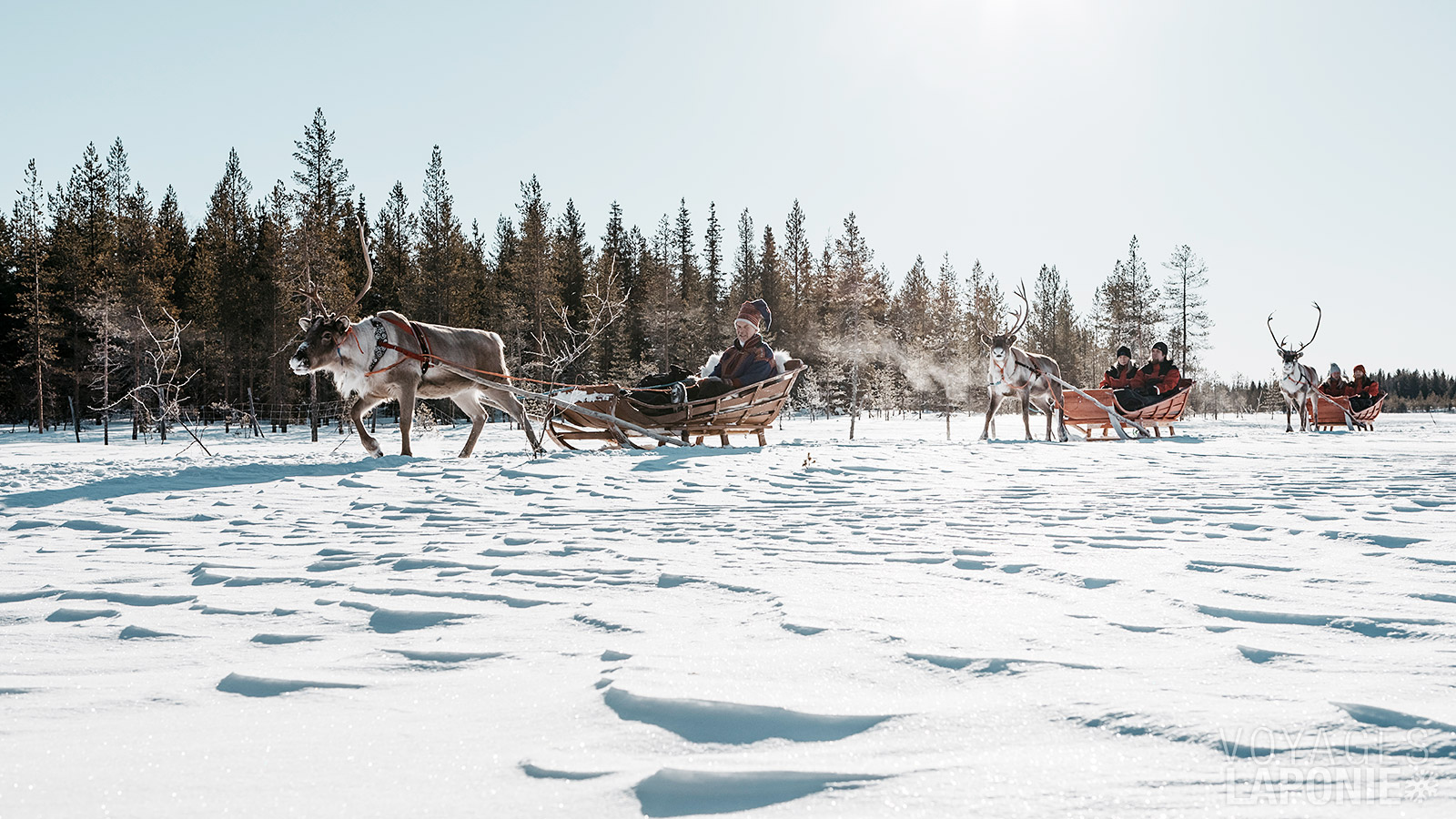 Lors d’une visite à la ferme de rennes, vous en apprendrez davantage sur ces animaux et ferez une balade en traîneau