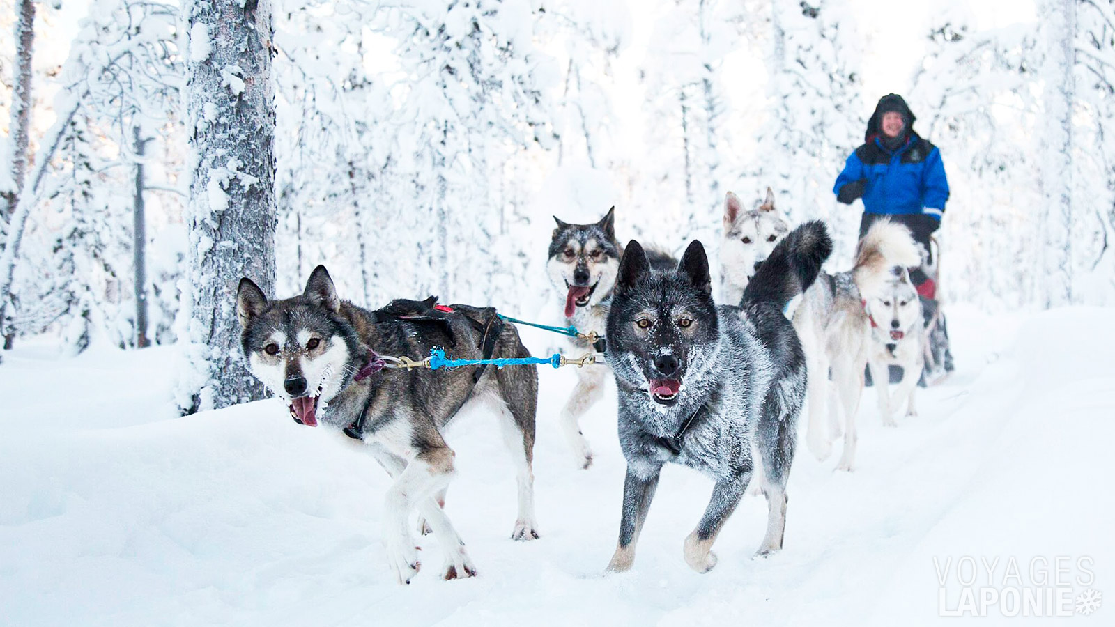 Partez dans la nature intacte avec votre propre équipe de chiens et le traîneau à huskys