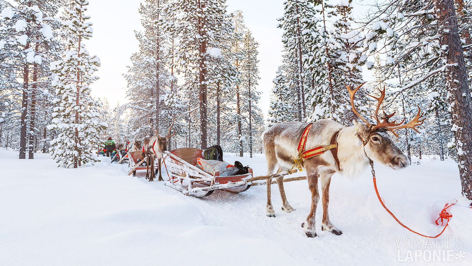 Lors de votre visite à la ferme de rennes, vous aurez l’opportunité de faire une balade en traîneau tiré par des rennes, une expérience authentique et inoubliable