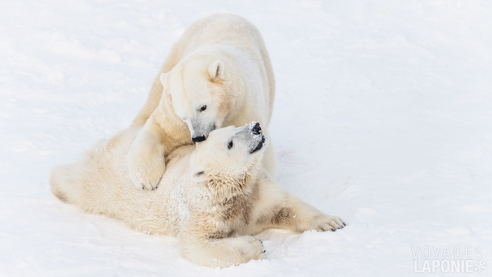 Les mascottes du parc sont sans aucun doute les ours polaires, qui fascinent aussi bien les enfants que les adultes