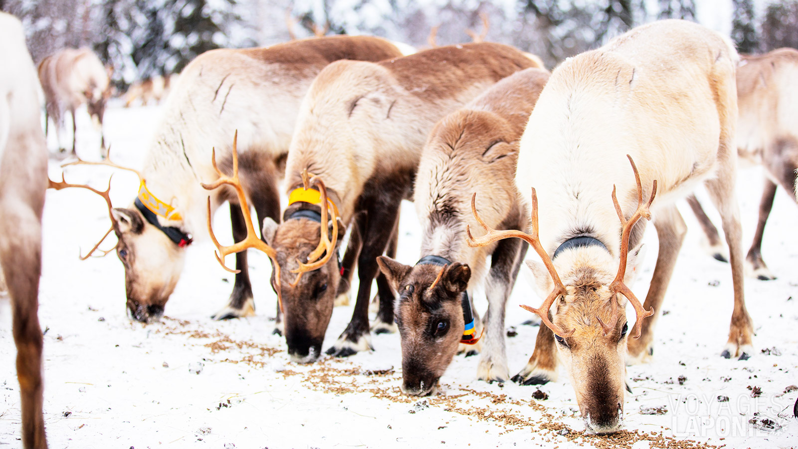 Lors de votre visite d’une ferme de rennes, vous ferez la connaissance de ces animaux tranquilles et au caractère doux