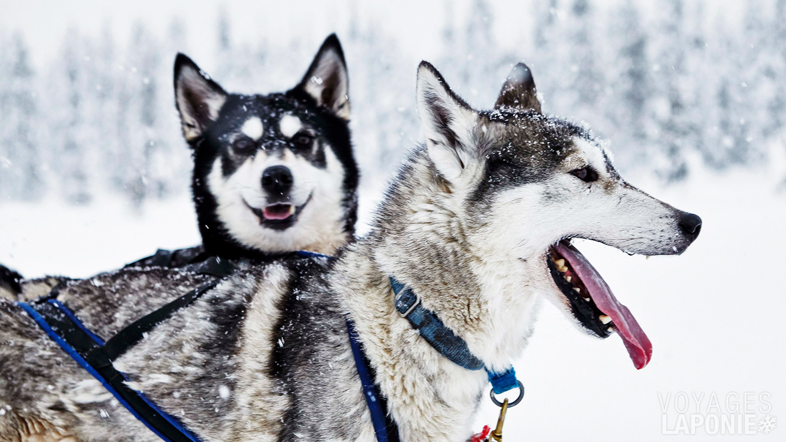 À la ferme de huskys, vous rencontrez les chiens et créez un premier lien avec eux avant de partir pour le safari