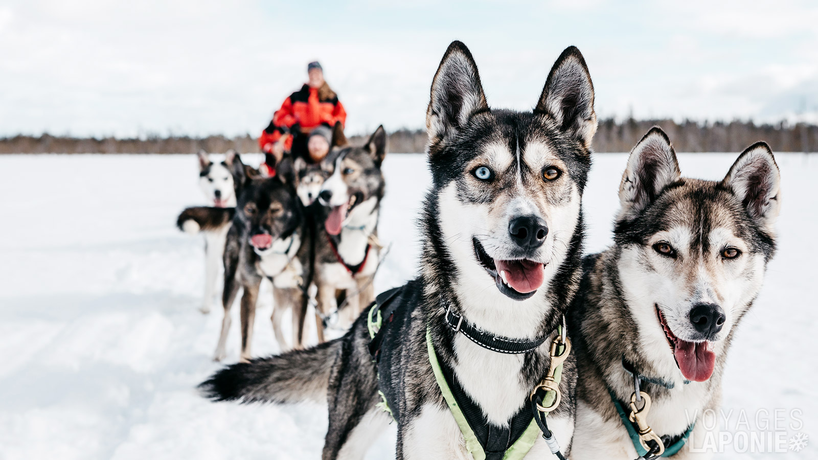 Prenez les rênes de votre traîneau à chiens et formez une véritable équipe avec vos huskies
