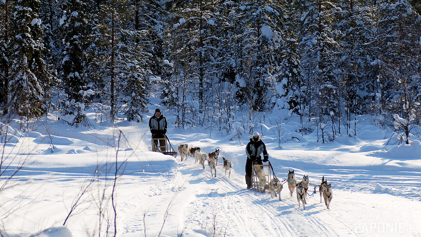 Le safari en traîneau à chiens est une activité emblématique, souvent tout en haut de la bucket list des voyageurs