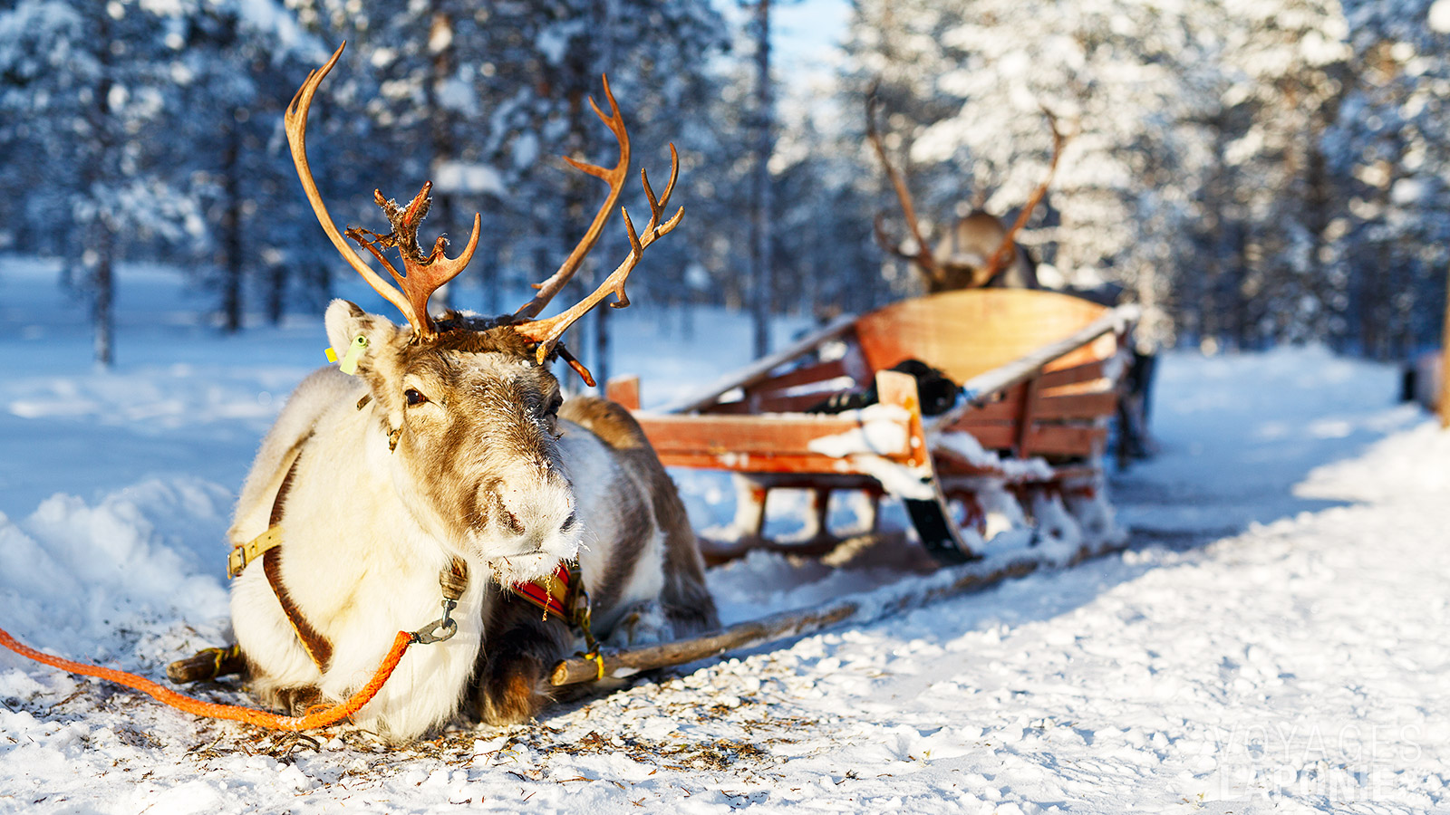 Une balade en traîneau à rennes est un incontournable de votre séjour – à ne surtout pas manquer !