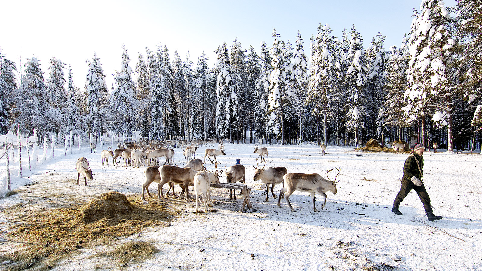 Lors de votre visite à une ferme Sámi, vous découvrirez le quotidien d’un éleveur de rennes et sa relation unique avec ces animaux