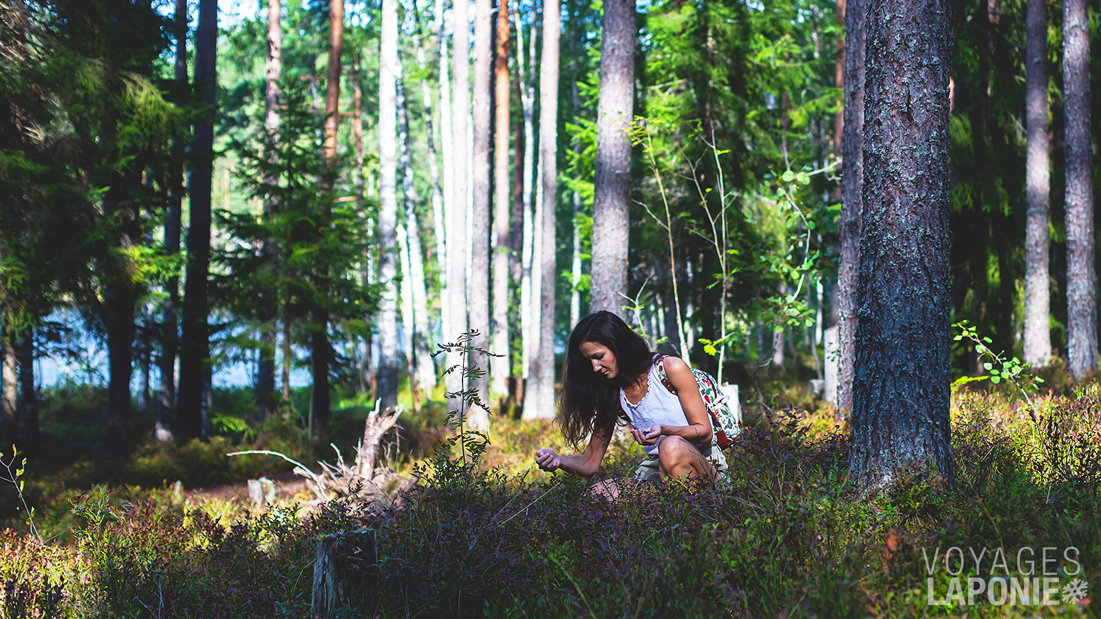 Les mois d’août et de septembre sont idéaux pour la cueillette des baies