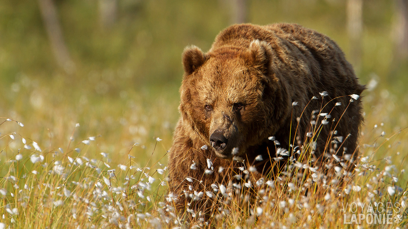 Lors d’une excursion facultative, vous pouvez observer et photographier des ours bruns dans leur habitat naturel