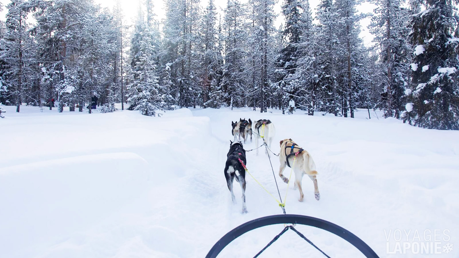 Partez à l’aventure dans la nature sauvage lors d’un safari en traîneau à huskys