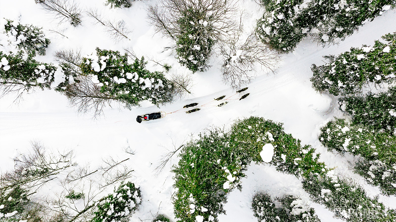 Roulez à travers les forêts enneigées et le long des paysages naturels couverts de neige du Laponie finlandaise