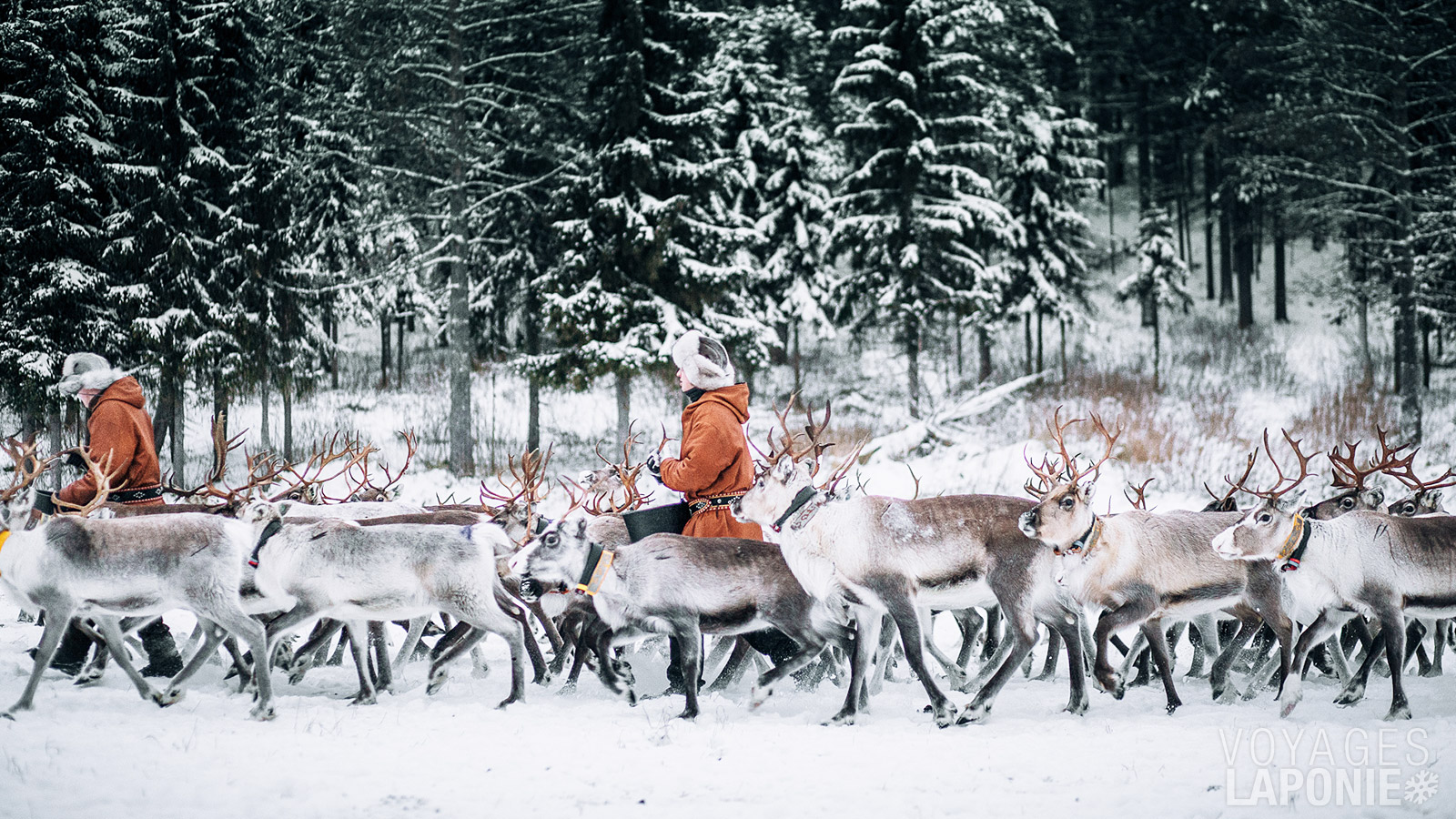 Lors de votre visite à la ferme de rennes, vous découvrirez le mode de vie du éleveur de rennes