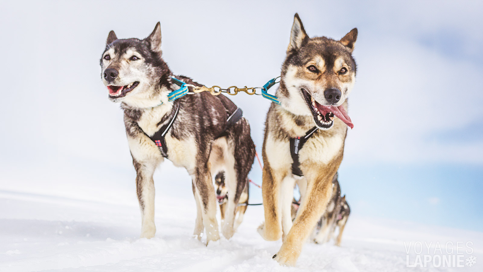 Laissez-vous guider par un attelage de 4 à 6 huskys à travers les paysages enneigés