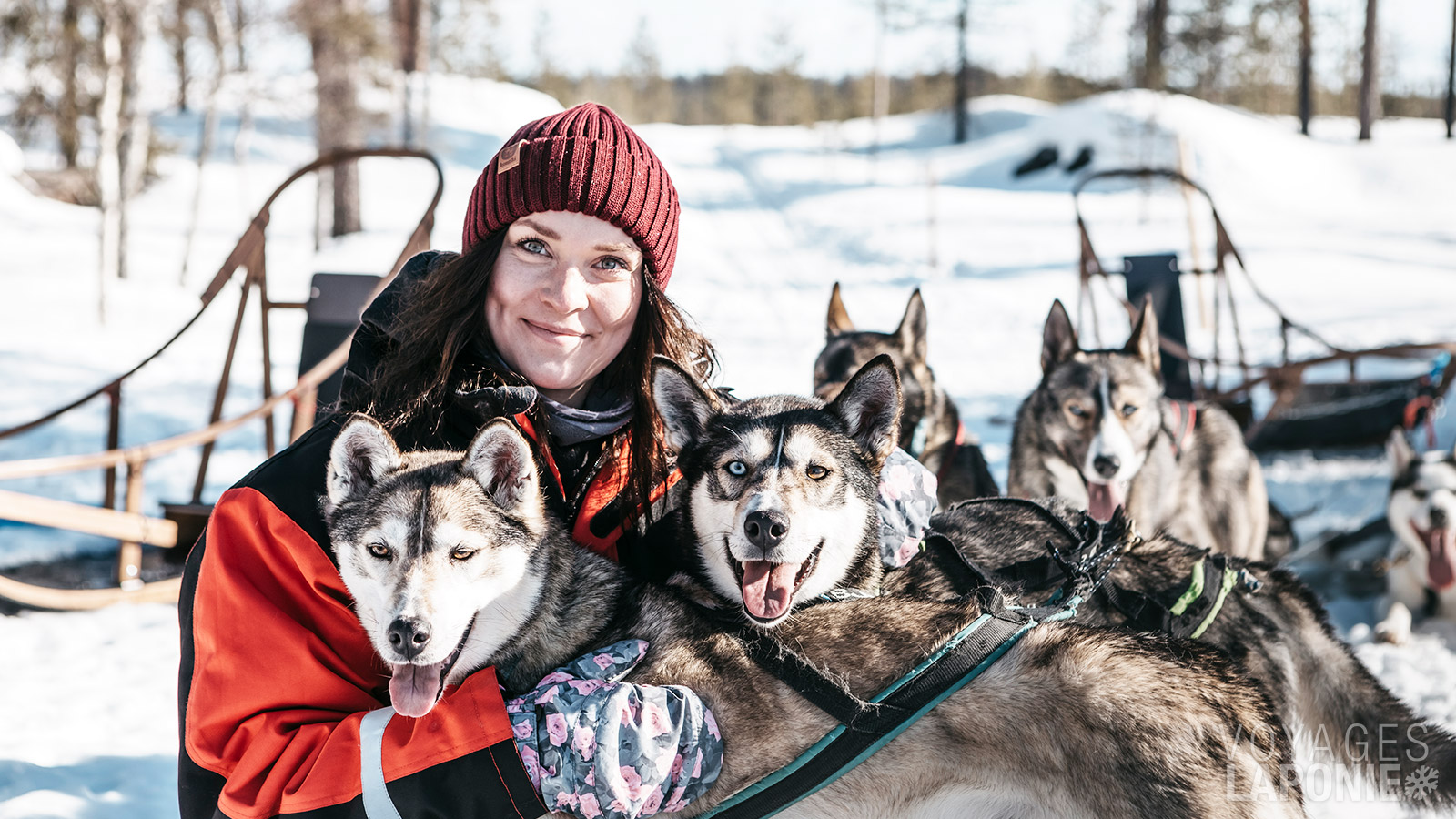 À la ferme de huskys, vous aurez l’occasion de rencontrer les chiens avant le début de la safari