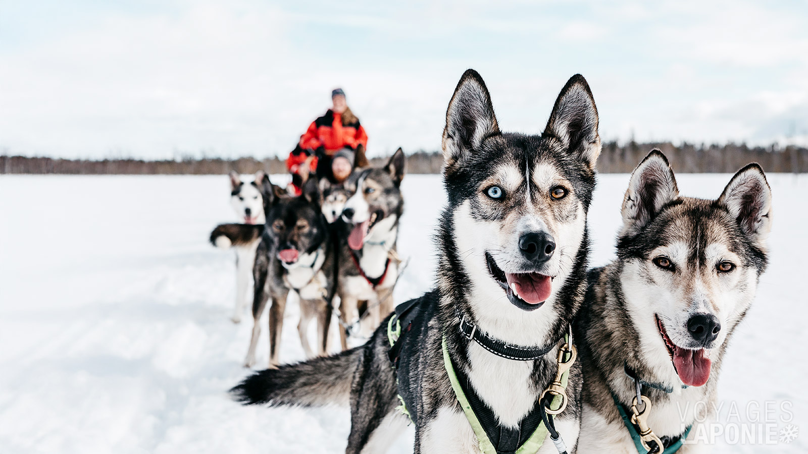 À travers les forêts enneigées et sur les lacs gelés en traîneau à huskys, pour beaucoup, c’est l’un des moments forts du voyage