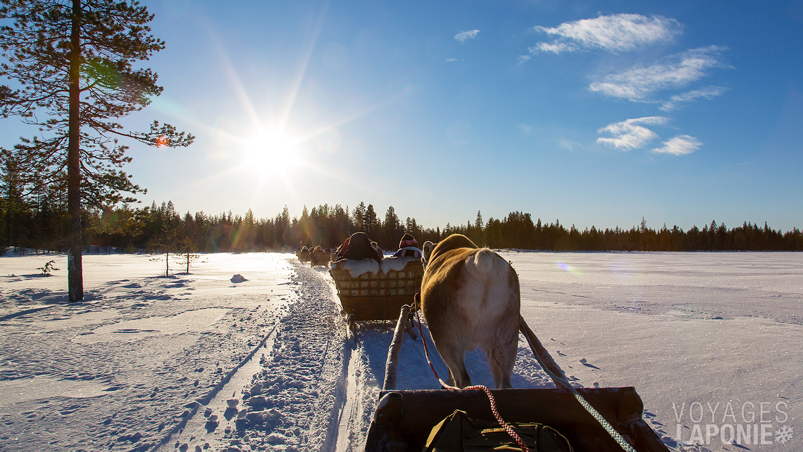 Vous effectuez une belle balade de 4 km en traîneau à rennes à travers un environnement forestier