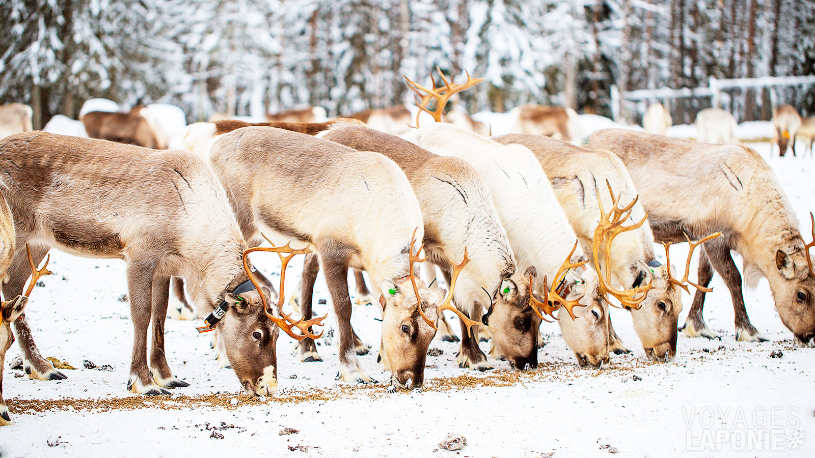 Lors de la visite d’une ferme de rennes, vous aurez un aperçu de la vie de gardien de rennes